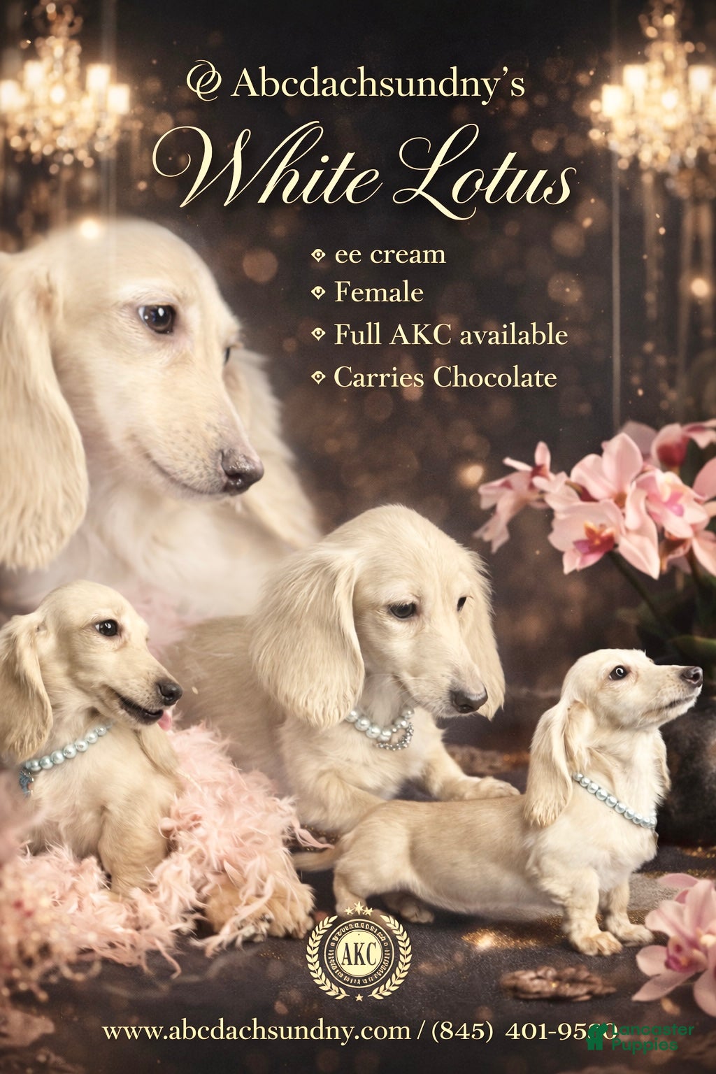 Miniature Dachshund dogs Lotus- housebroken - Ad 39