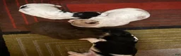 Mixed Breed dogs for sale: Missy - Ad 7