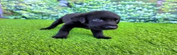 Labrador Retriever dogs for sale: Leo - Ad 2