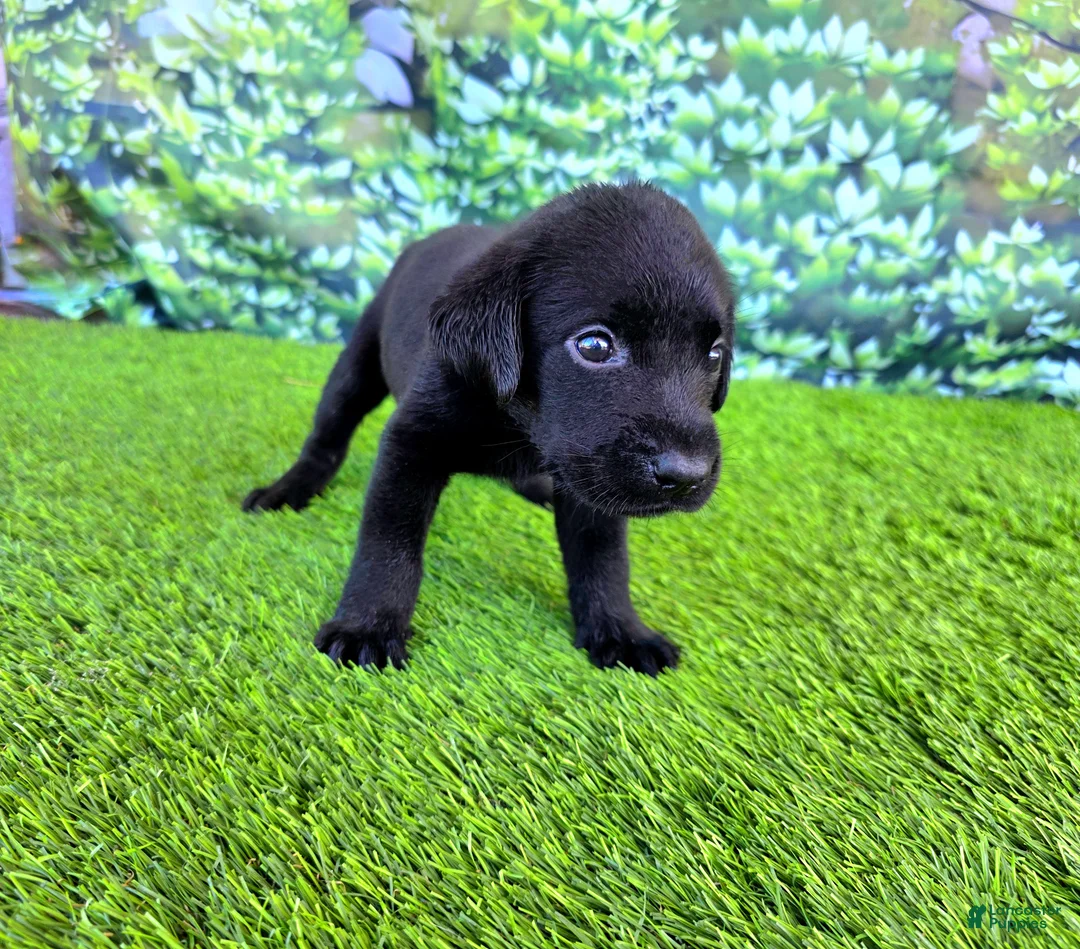 Labrador Retriever dogs for sale: Leo - Ad 2