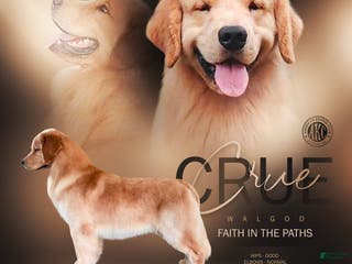 Golden Retriever dogs Golden Stud - Ad 3