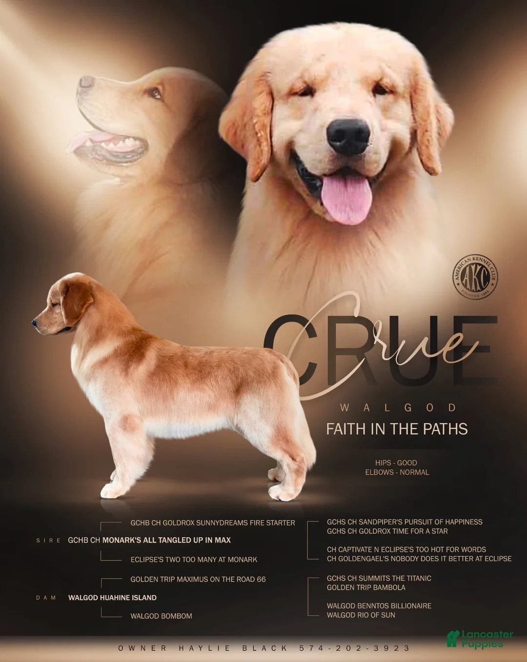 Golden Retriever dogs for stud: Golden Stud - Ad 1