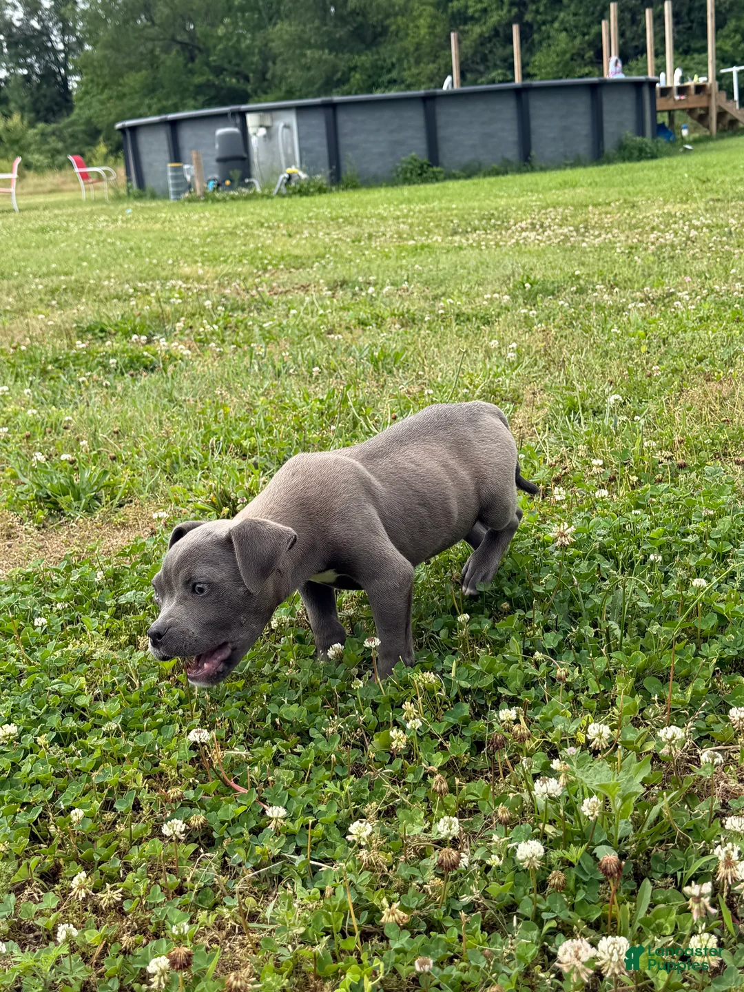American Bully dogs for sale: American Bully female - Eyedot  - Ad 5