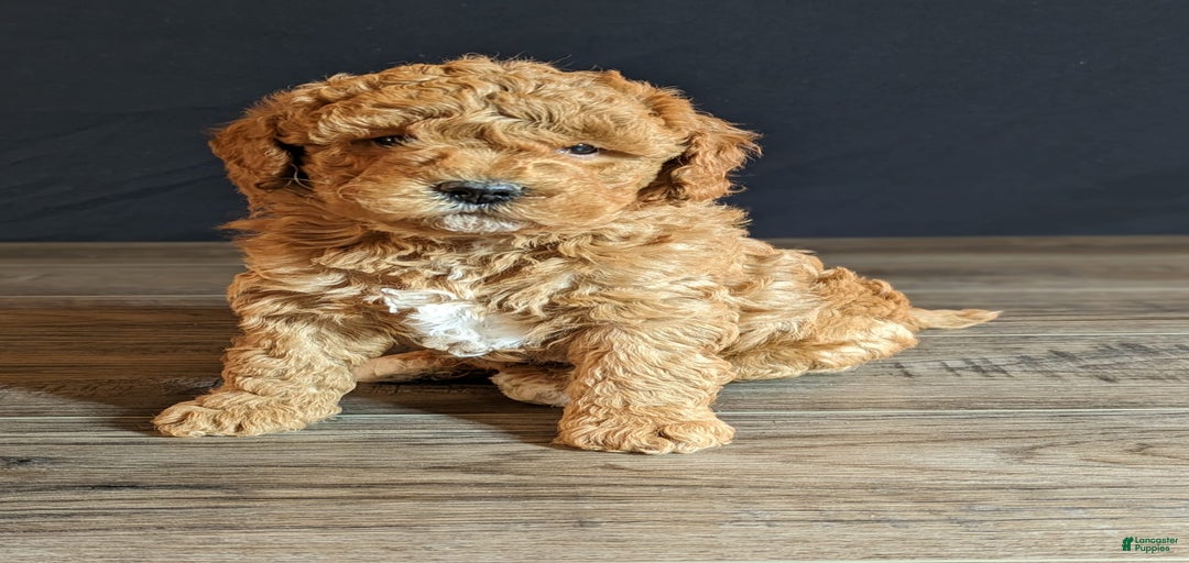 Gallery Image {{count}}