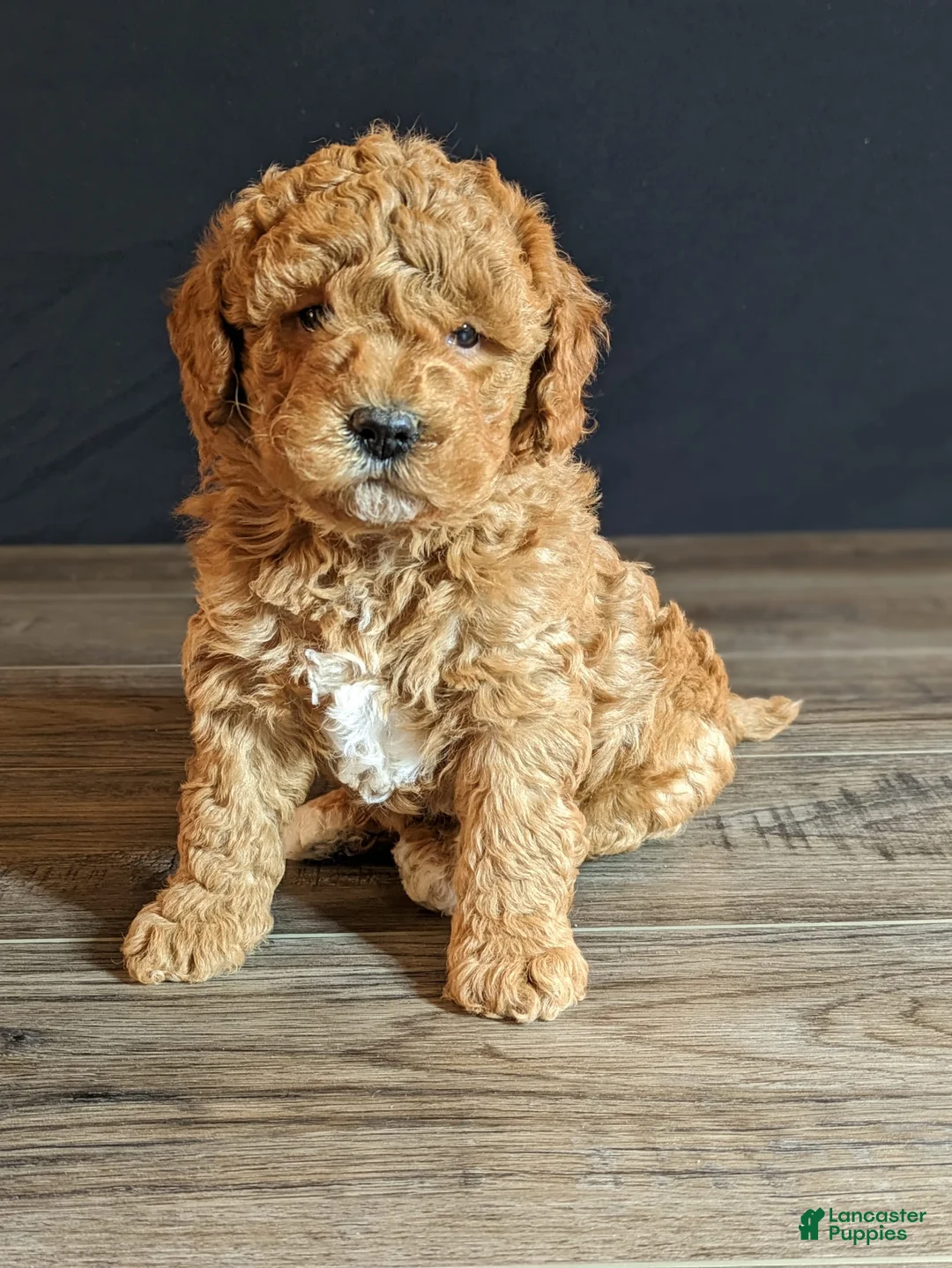 Gallery Image {{count}}