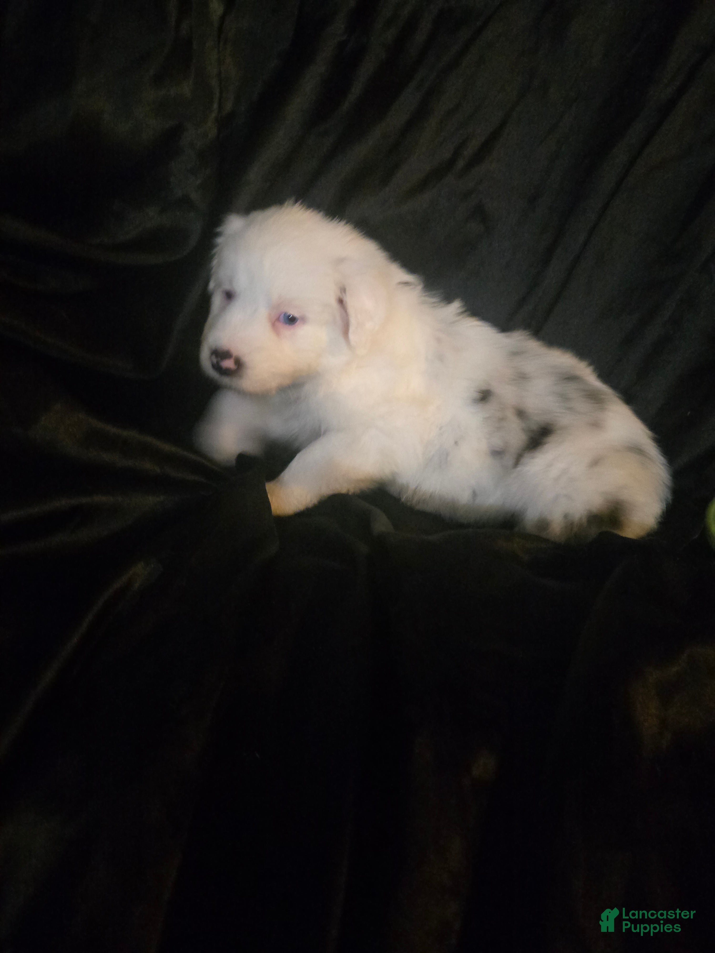 Australian Shepherd dogs "Casper" blue merle (blue eyed) - Ad 40