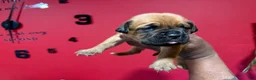 Dogue De Bordeaux dogs for sale: Dogue De Bordeaux Puppy 8 - Ad 3