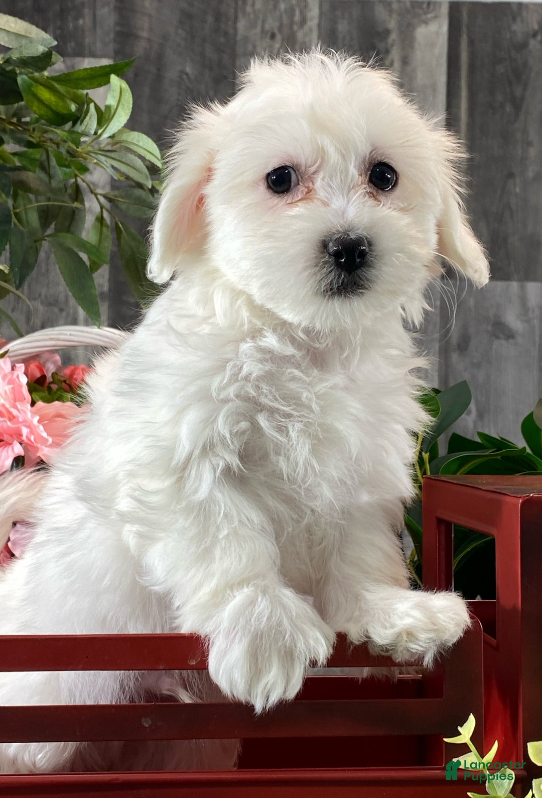 Mixed Breed dogs for sale: Atticus - Ad 3
