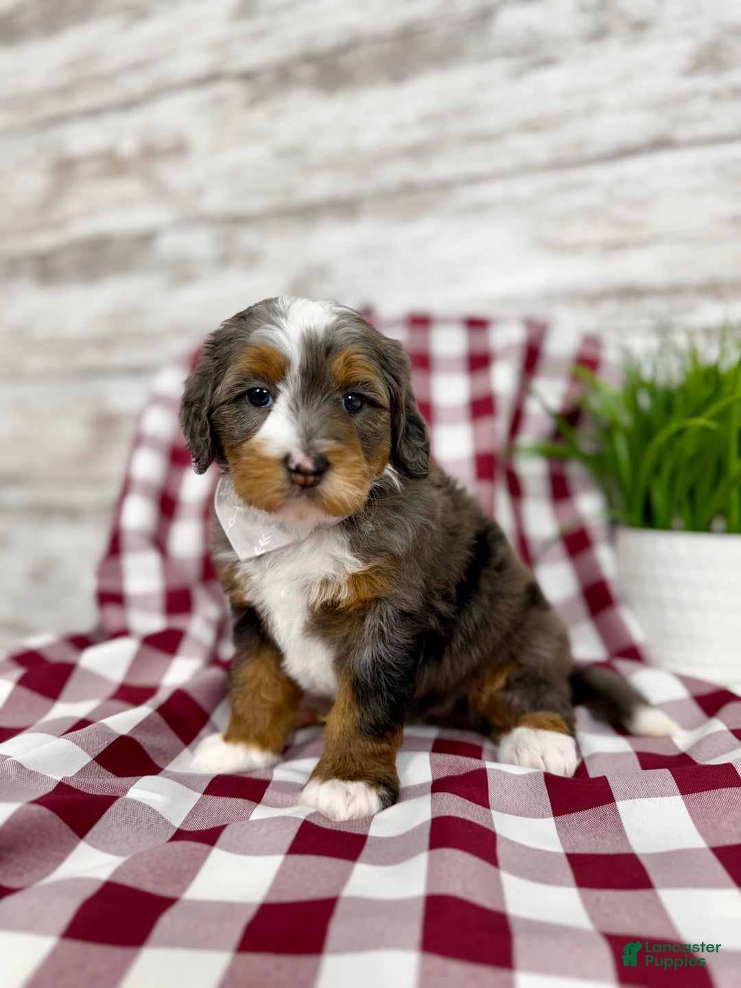 Mini Bernedoodle dogs for sale: Sophia - Ad 10