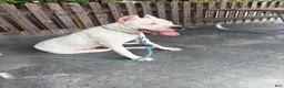 Dogo Argentino dogs for sale: Green male  - Ad 9
