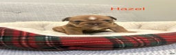 English Bulldog dogs for sale: Hazel - Ad 3