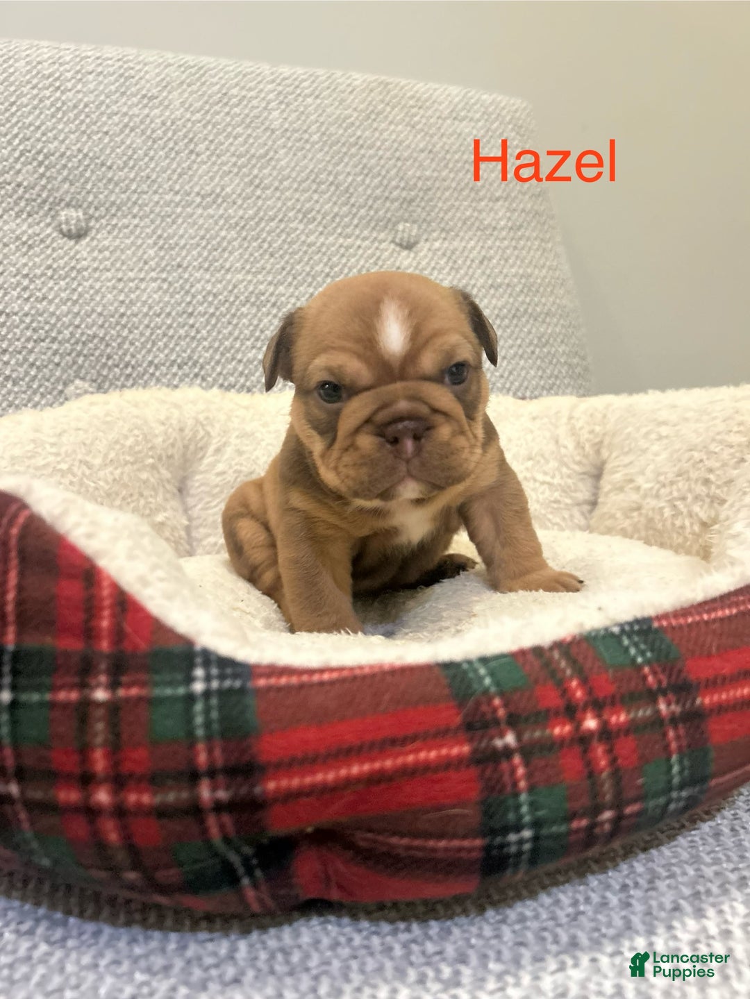 English Bulldog dogs for sale: Hazel - Ad 3