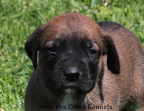 Mixed Breed dogs Bonnie - Ad 16