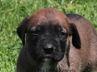 Mixed Breed dogs Bonnie - Ad 16