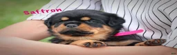 Rottweiler dogs for sale: Saffron w a Long Tail  - Ad 2
