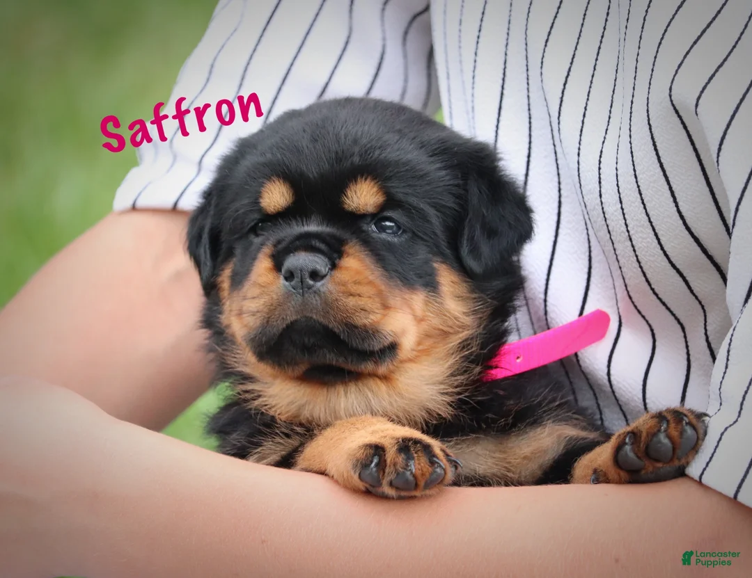 Rottweiler dogs for sale: Saffron w a Long Tail  - Ad 2