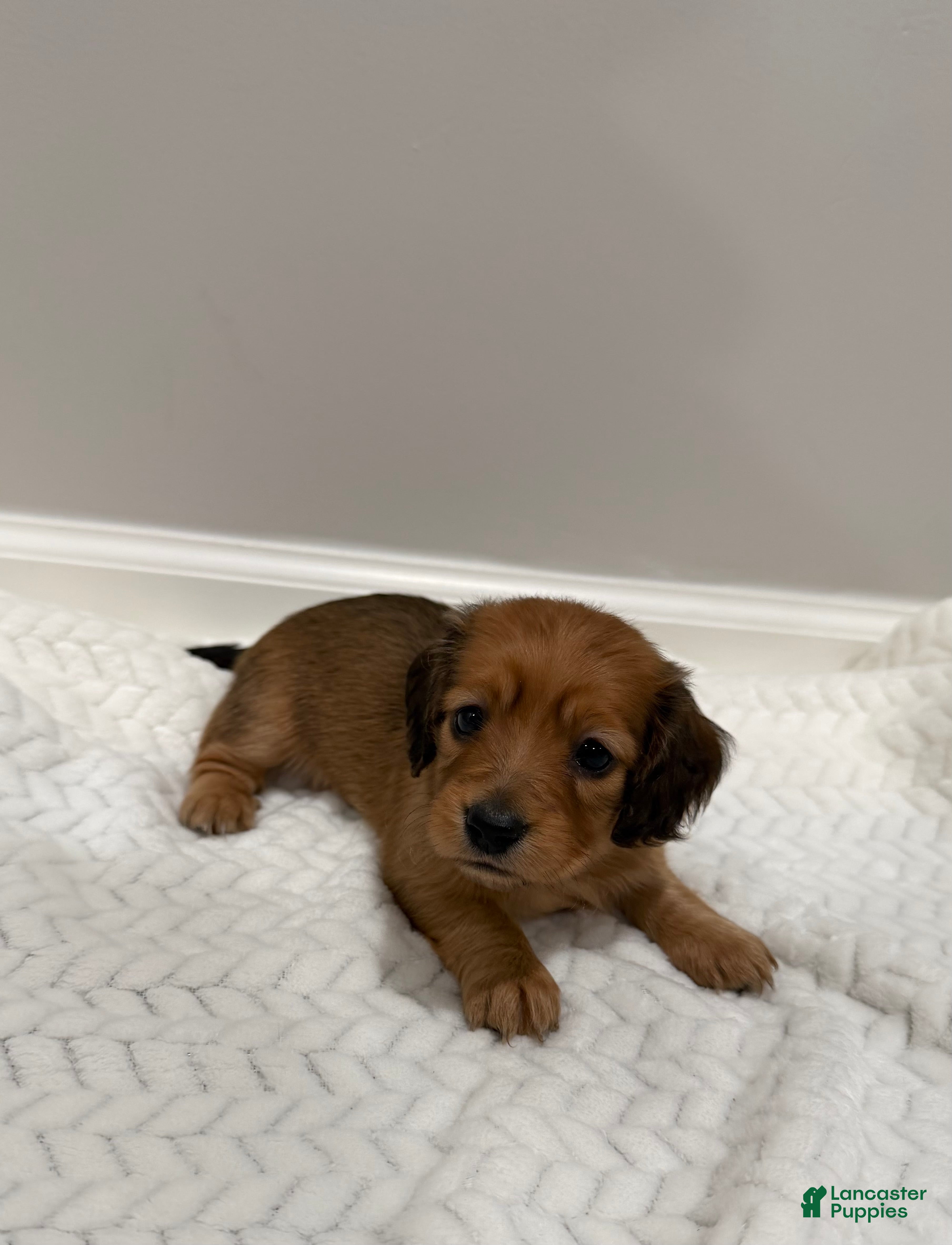 Miniature Dachshund dogs Coco - Ad 1
