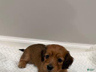 Miniature Dachshund dogs Coco - Ad 4