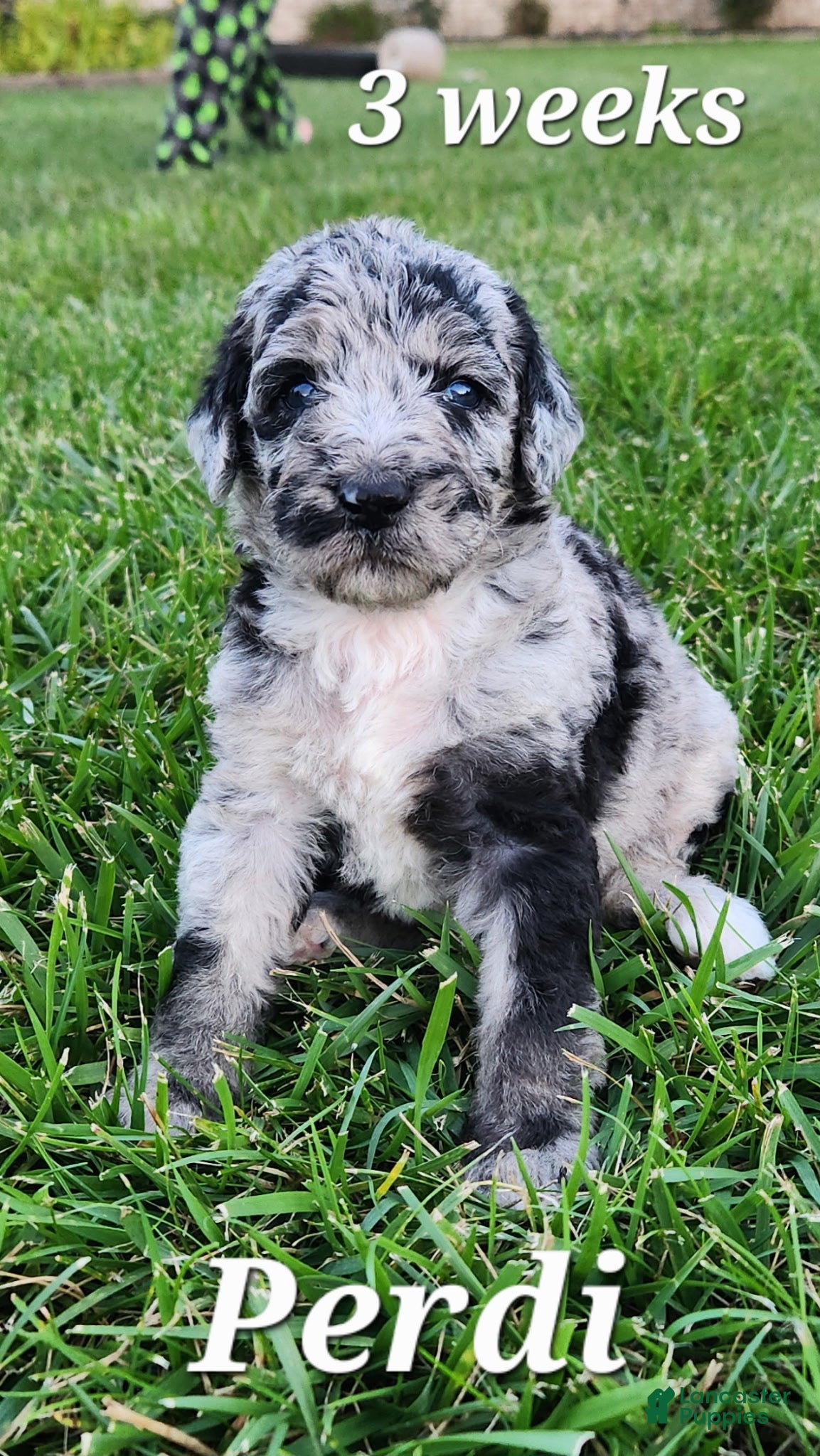 Labradoodle dogs Perdie - Ad 1