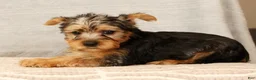 Yorkshire Terrier dogs for sale: Heather - Ad 8