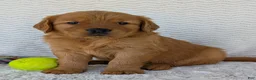 Golden Retriever dogs for sale: Charlie - Ad 7