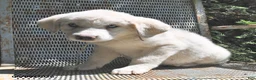 Great Pyrenees dogs for sale: Skye - Ad 3