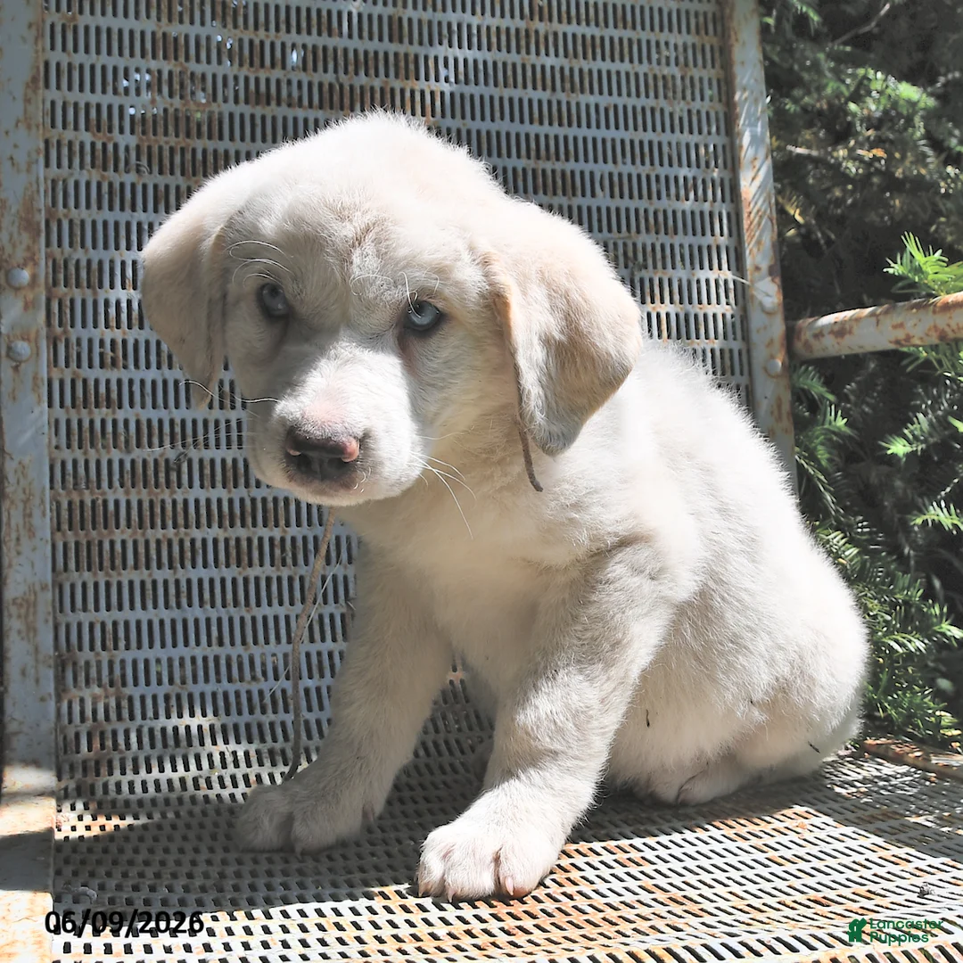 Great Pyrenees dogs for sale: Skye - Ad 3