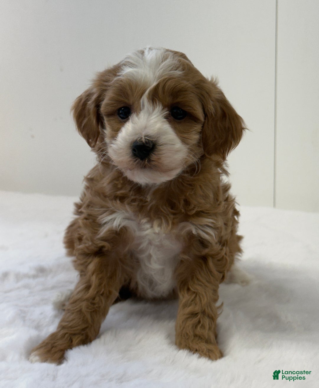 Mini Goldendoodle dogs for sale: Pixie - Ad 4