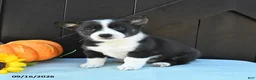 Welsh Corgi Pembroke dogs for sale: Autumn - Ad 5