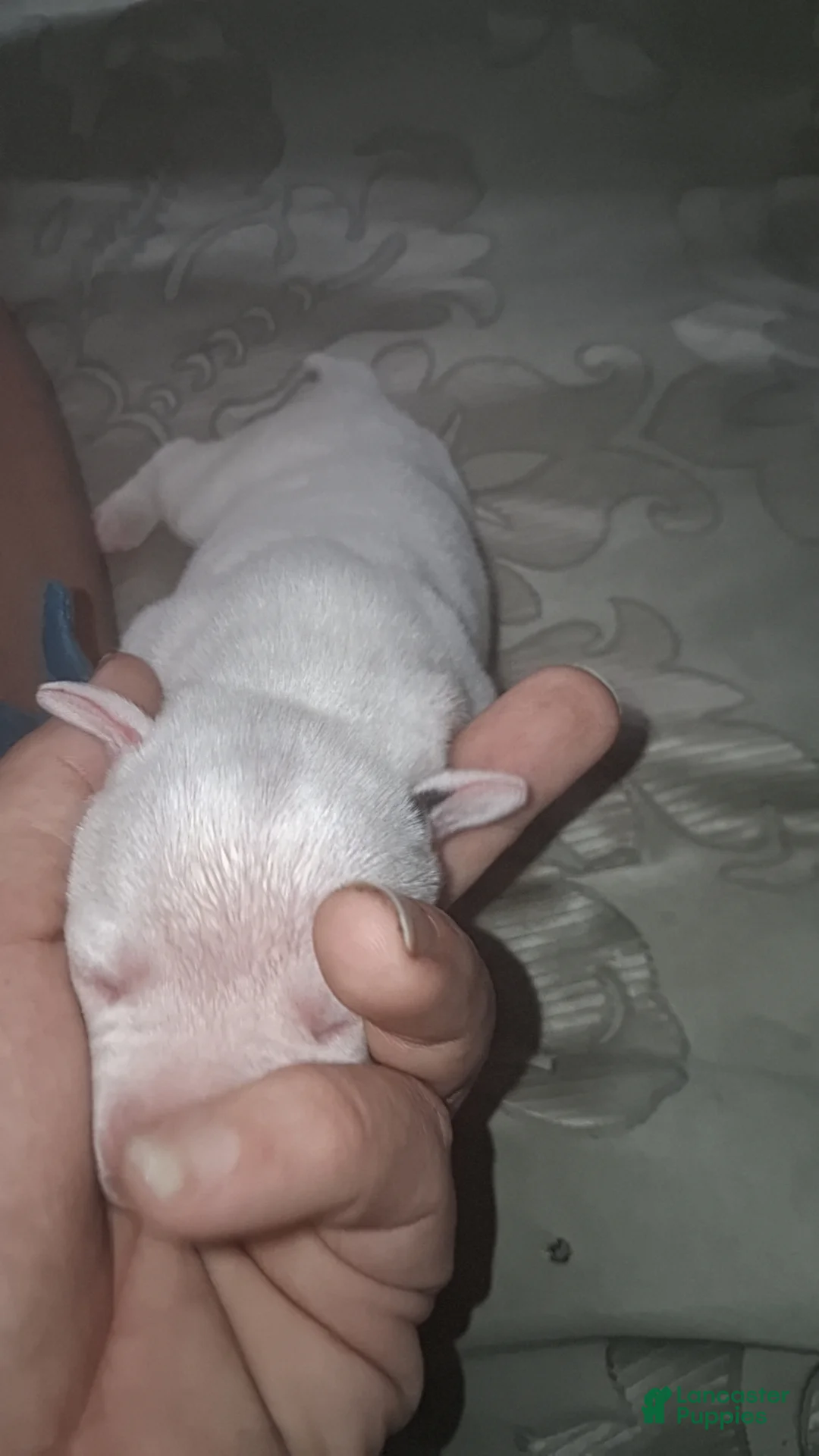 Mixed Breed dogs for sale: Male puppy 1 - Ad 2