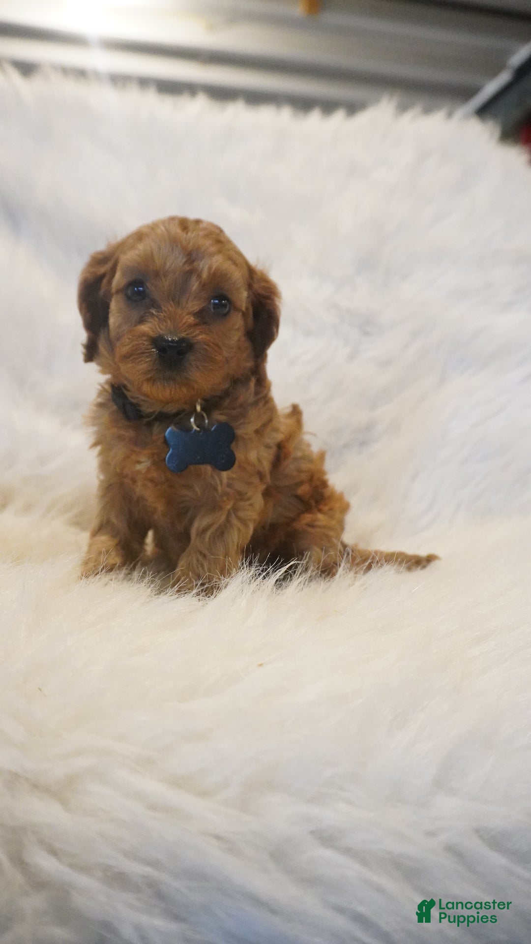 Cavapoo dogs for sale: Mars  - Ad 10