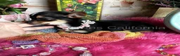 Chihuahua dogs for sale:  CITY GIRL  - Ad 3