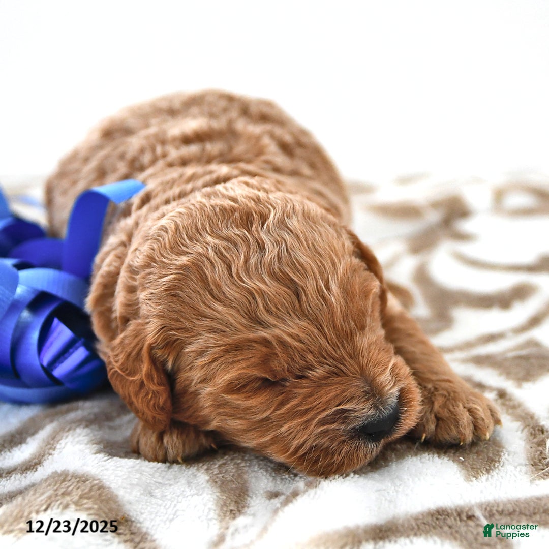 Mini Goldendoodle dogs for sale: Oreo - Ad 7