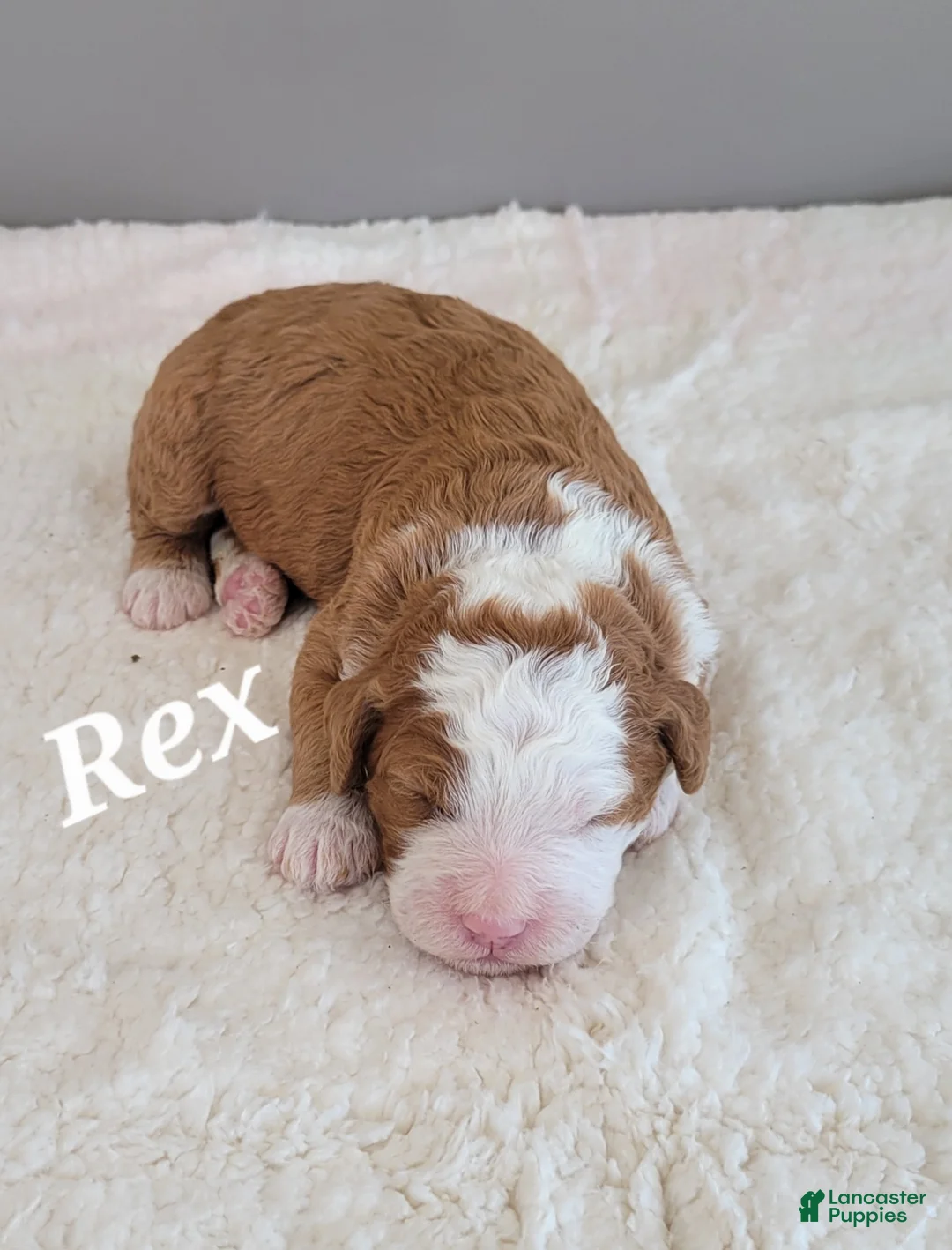 Mini Bernedoodle dogs for sale: Rex - Ad 1