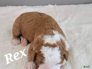 Mini Bernedoodle dogs Rex - Ad 4