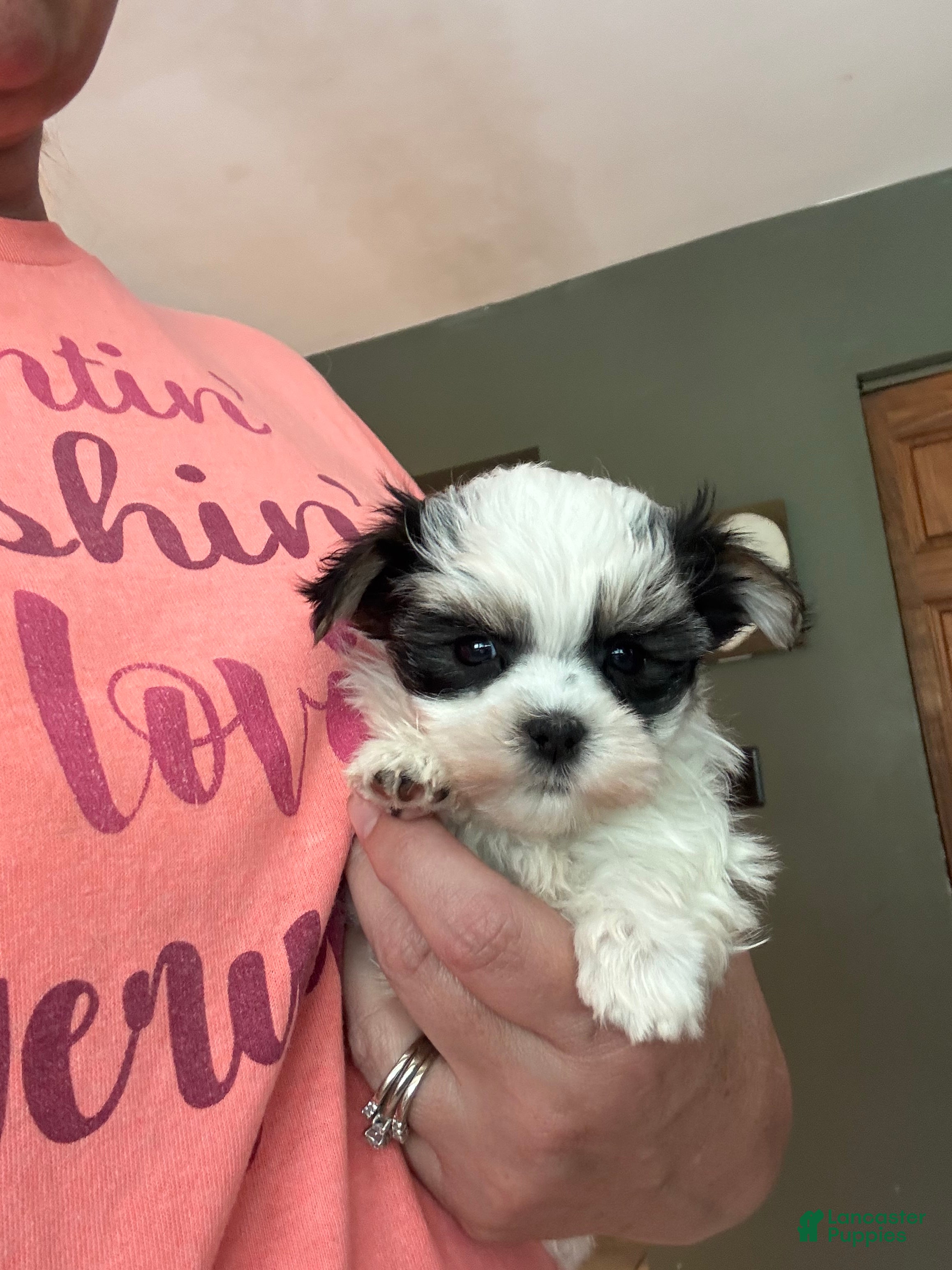 Morkie dogs for sale: Tiny female  - Ad 4