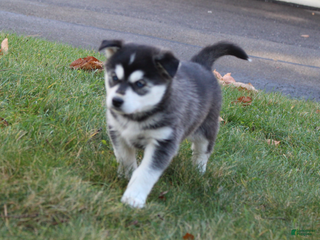 Siberian Husky dogs Midnight - Ad 26