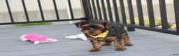 Yorkiepoo dogs for sale: Evelyn  - Ad 4