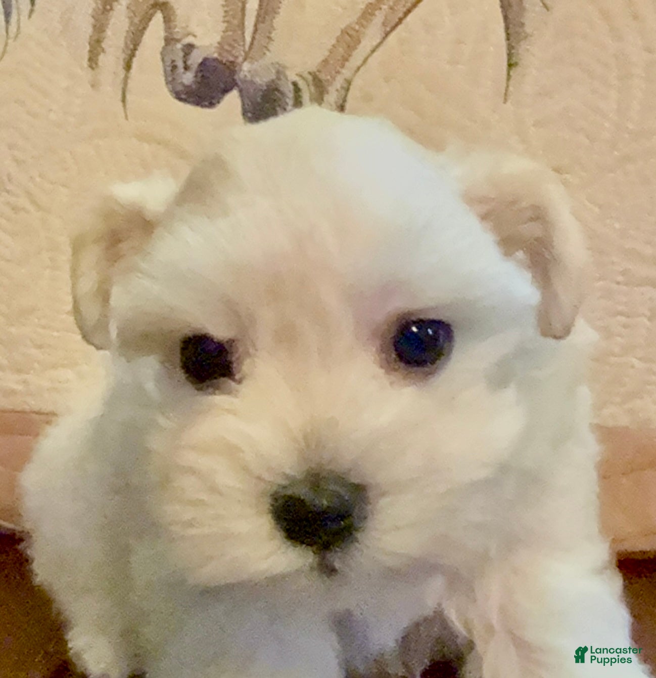 Miniature Schnauzer dogs Dior - Ad 36