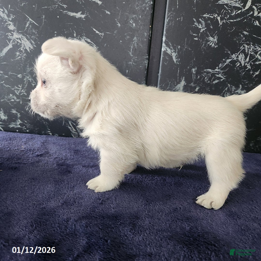 West Highland Terrier dogs for sale: Macy - Ad 5