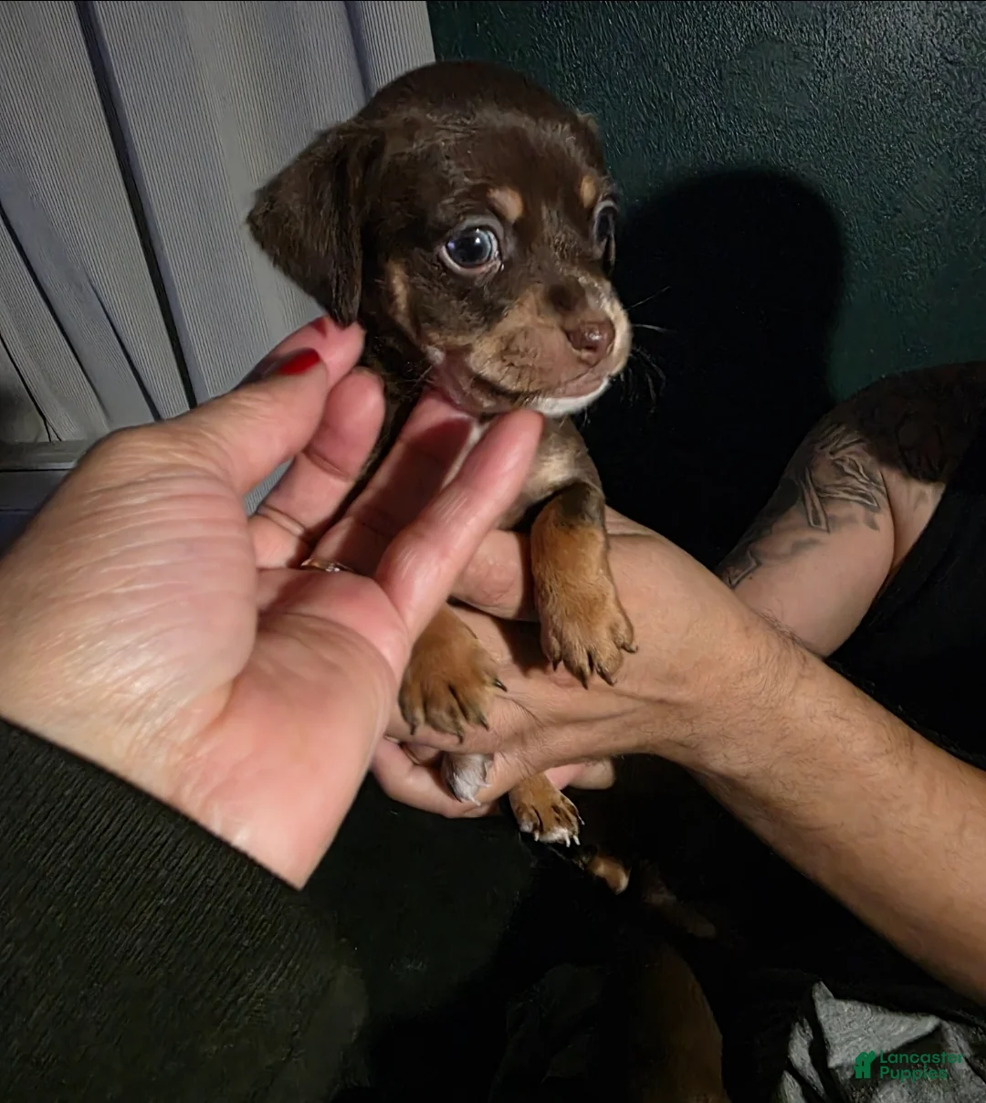 Chiweenie dogs for sale: Chiweenie Puppy 1 - Ad 4