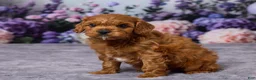 Cavapoo dogs for sale: Chance - Ad 2