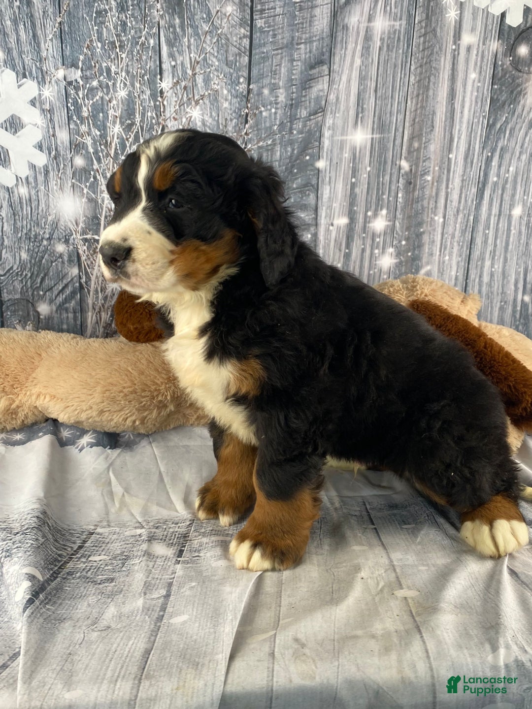 Bernese Mountain Dog dogs for sale: Thor - Ad 8