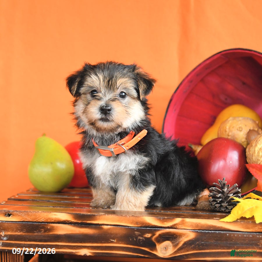 Morkie dogs Crew - Ad 2