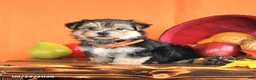 Morkie dogs for sale: Crew - Ad 2