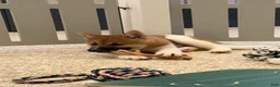 Akita dogs for sale: Akita Puppy 1 - Ad 2