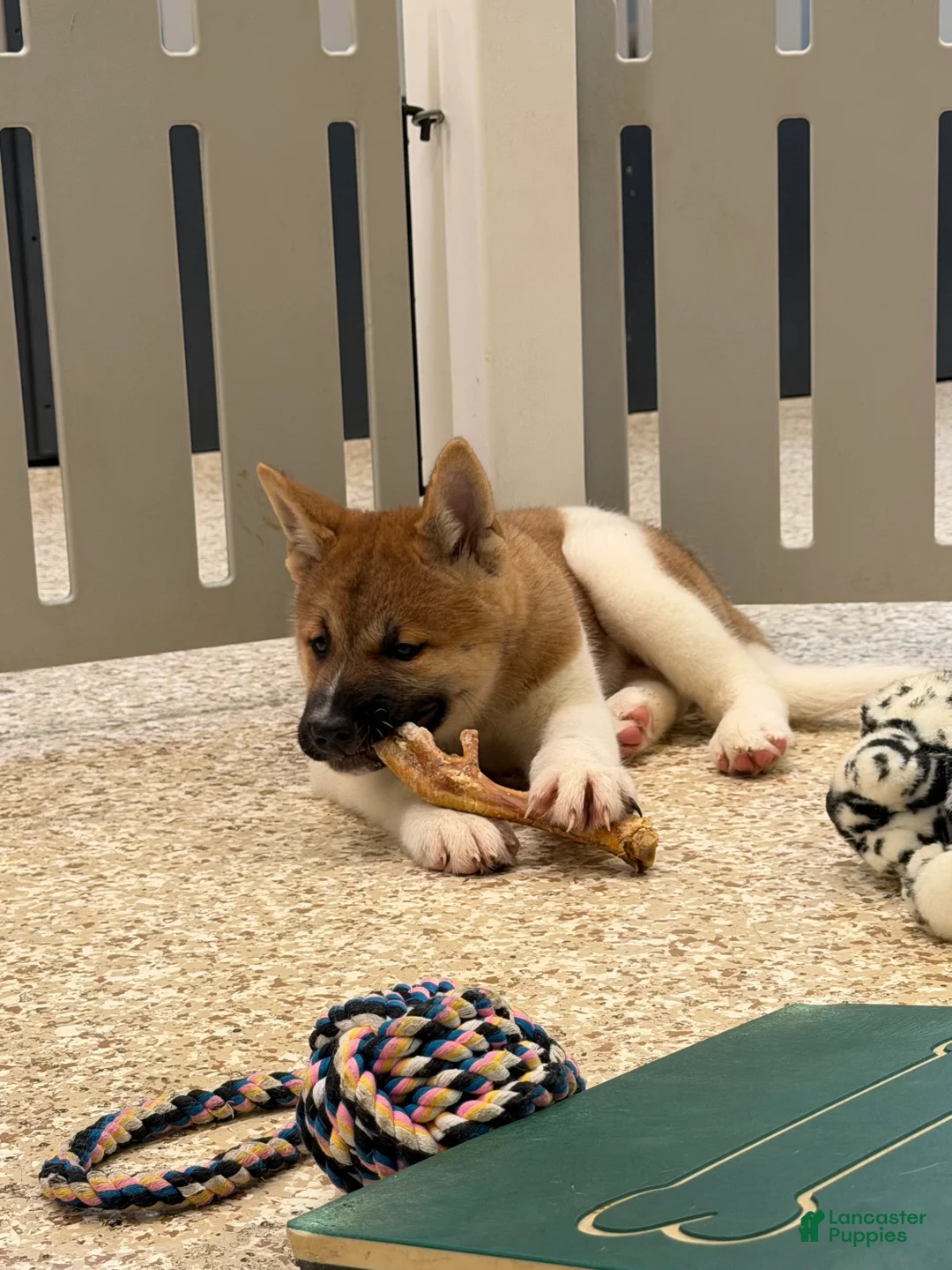 Akita dogs for sale: Akita Puppy 1 - Ad 2