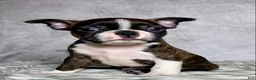 Boston Terrier dogs for sale: Mr. Max - Ad 8