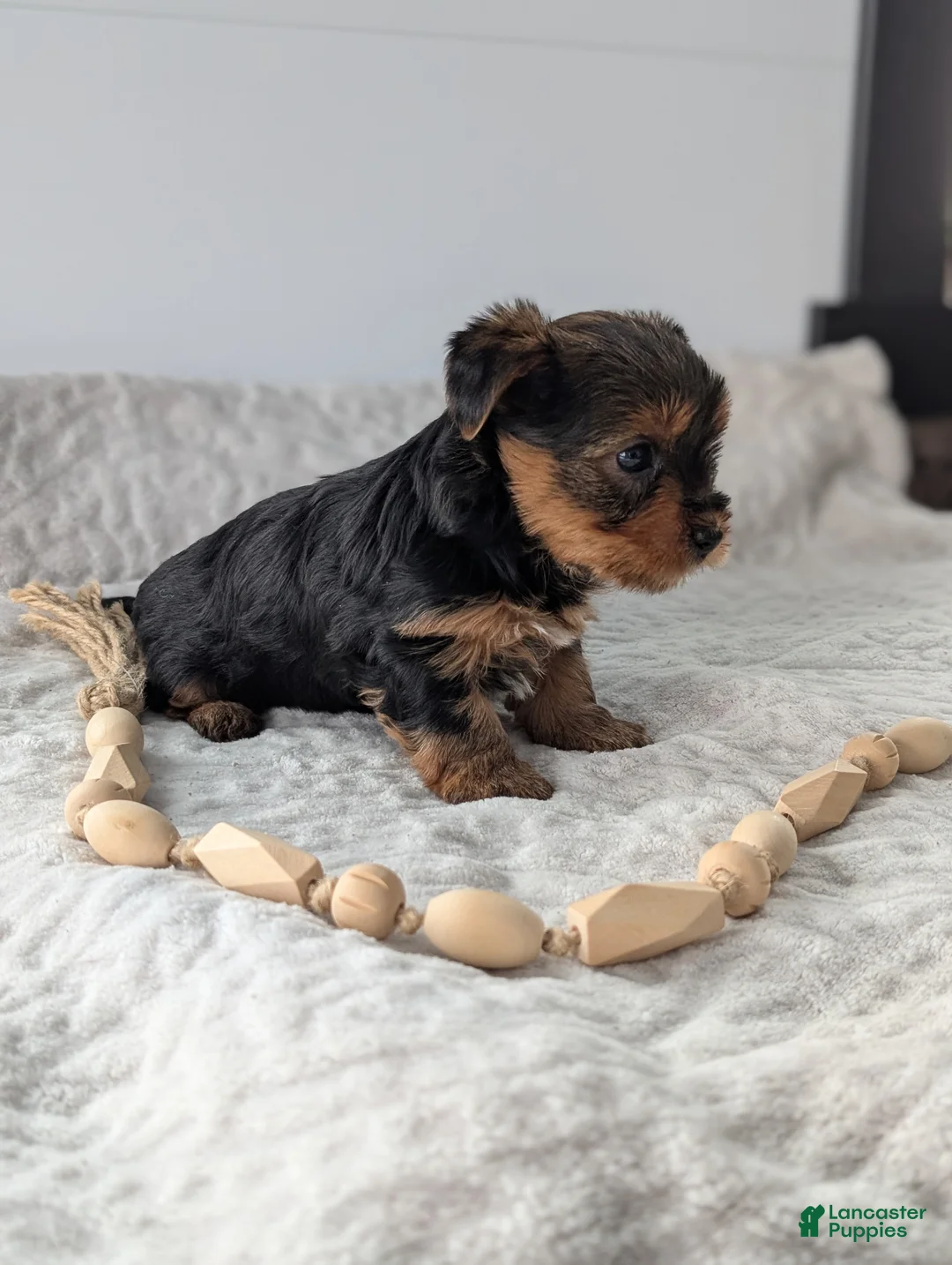 Yorkshire Terrier dogs for sale: Dutchess  - Ad 4