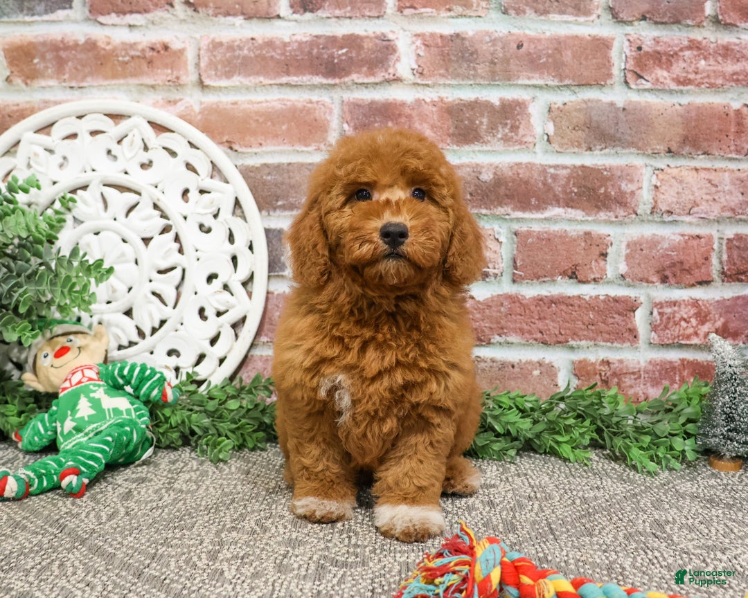 Mini Goldendoodle dogs for sale: Victoria  - Ad 11